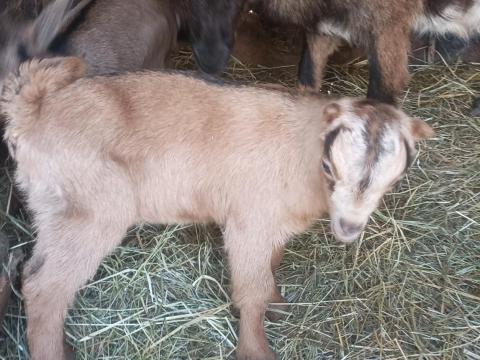 Mogyorófülű bak gida eladó