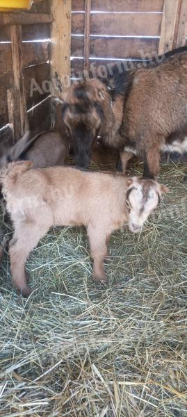 Mogyorófülű bak gida eladó