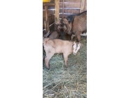 Mogyorófülű bak gida eladó