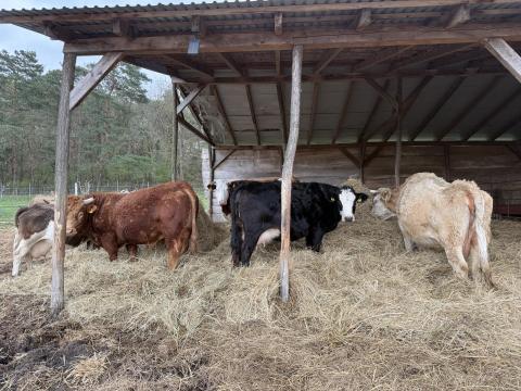 Eladó tehenek Eladó tehenek