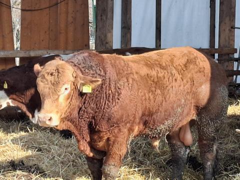 Fiatal Limuzin tenyészbika eladó Fiatal Limuzin tenyészbika eladó