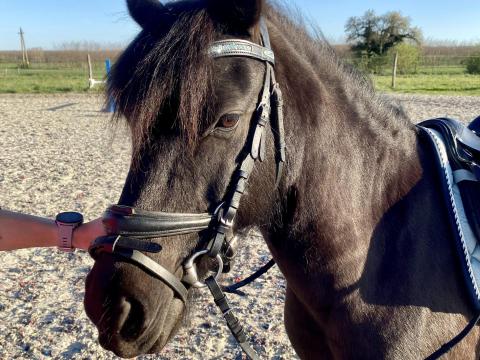 Holló, 11 éves díjló eladó - versenyzett herélt póni Vas megyében