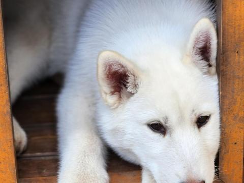 Törzskönyves Szibériai Husky Kiskutyák