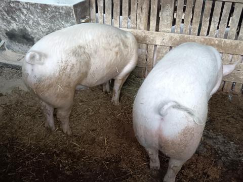 Eladó 2 db minőségi ártány hízó Eladó 2 db minőségi ártány hízó