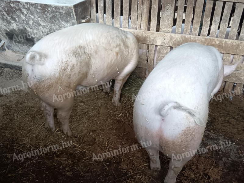 Eladó 2 db minőségi ártány hízó