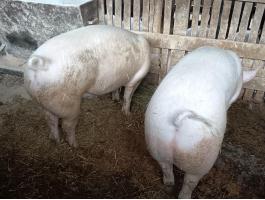 Eladó 2 db minőségi ártány hízó