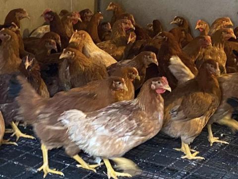 Jérce elado baromfi csirke tyúk