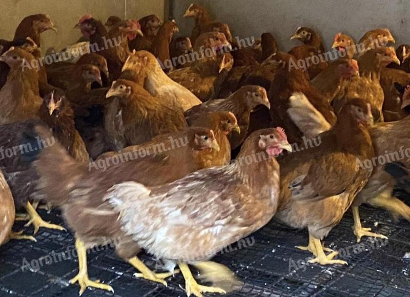 Jérce elado baromfi csirke tyúk