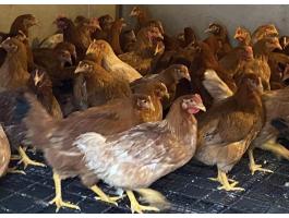 Jérce elado baromfi csirke tyúk