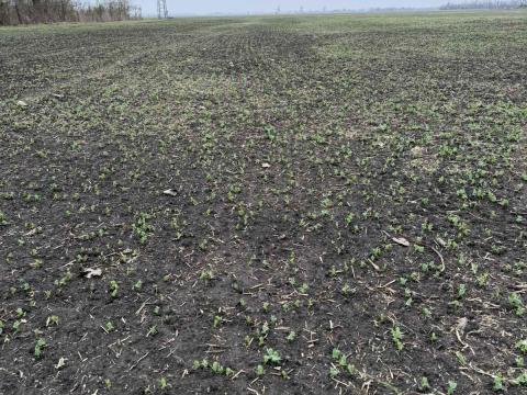 Termőföld eladó Termőföld eladó