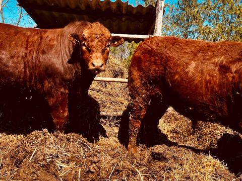 Hizó Bika Limousine Hizó Bika Limousine