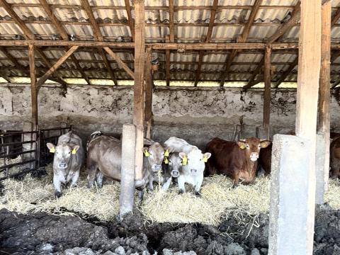 Szarvasmarhák eladók Szarvasmarhák eladók