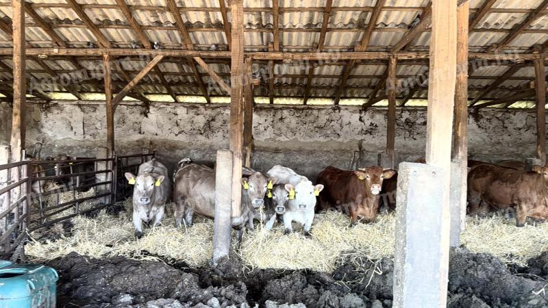 Szarvasmarhák eladók