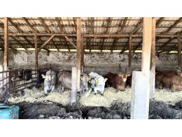 Szarvasmarhák eladók