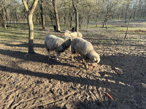 Eladó 3 db anyabirka