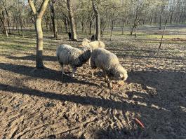 Eladó 3 db anyabirka