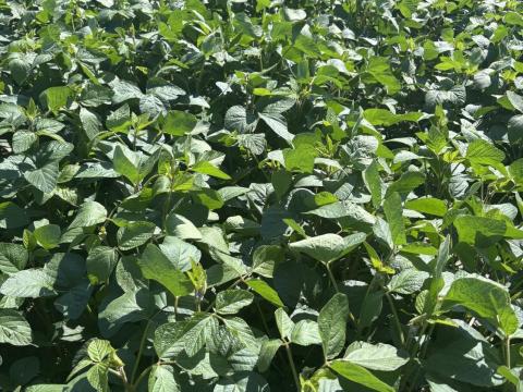 AKCIÓ! SZÓJA VETŐMAG MOST KEDVEZMÉNYESEN