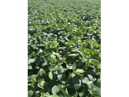 AKCIÓ! SZÓJA VETŐMAG MOST KEDVEZMÉNYESEN