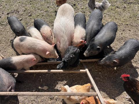 Vietnámi malacok eladók Vietnámi malacok eladók