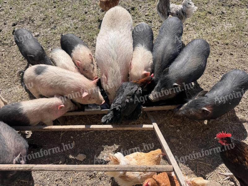 Vietnámi malacok eladók