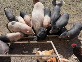 Vietnámi malacok eladók