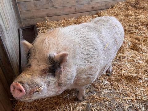 Vietnámi kan eladó Vietnámi kan eladó