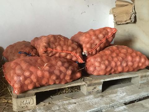 Balatoni rózsa vetőburgonya Balatoni rózsa vetőburgonya