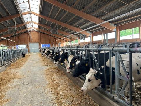 High Lactation Holstein Heifers for Sale High Lactation Holstein Heifers for Sale