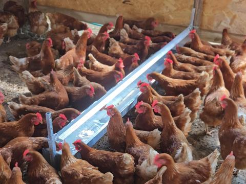 Automata itatóvályú tyúkoknak, baromfinak eladó