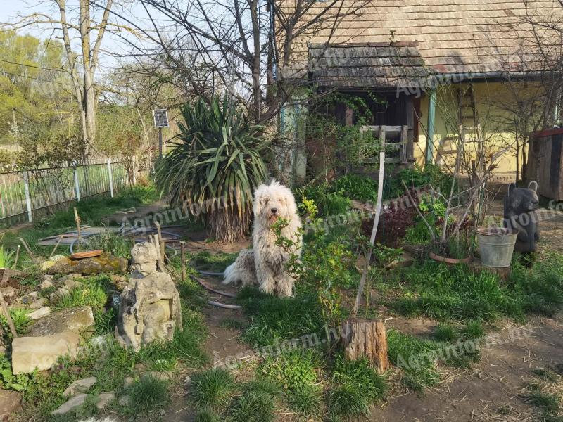 Törzskönyves, 2 éves, törzskönyves kan komondor keres új munkahelyet