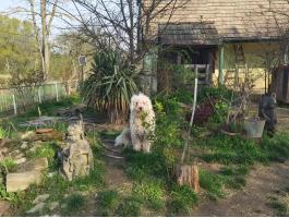 Törzskönyves, 2 éves, törzskönyves kan komondor keres új munkahelyet