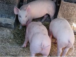 Húsjellegű malacok eladó