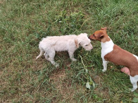 Költözés miatt foxi 2 éves kutya új otthont keres