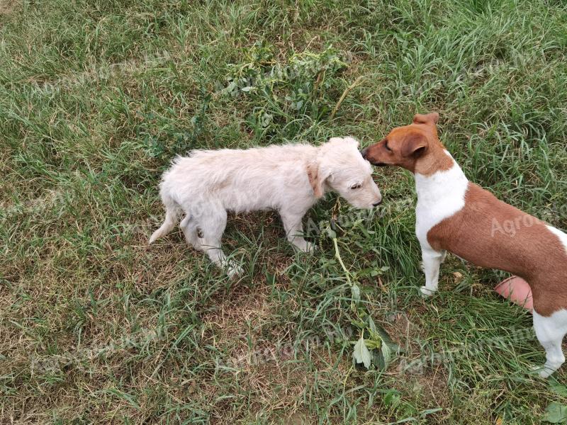 Költözés miatt foxi 2 éves kutya új otthont keres