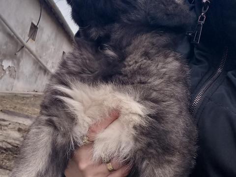 Kaukázusi jellegű kiskutyák gazdira várnak tanyáról