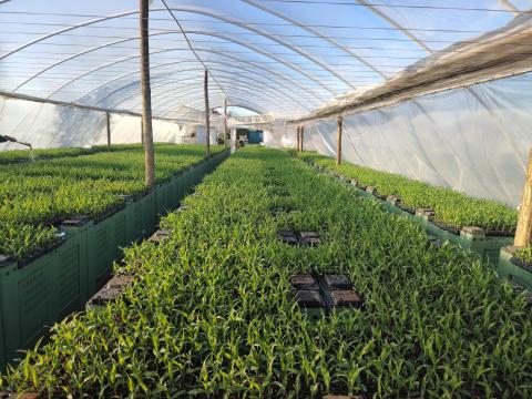 Csemegekukorica palánta eladó Csemegekukorica palánta eladó