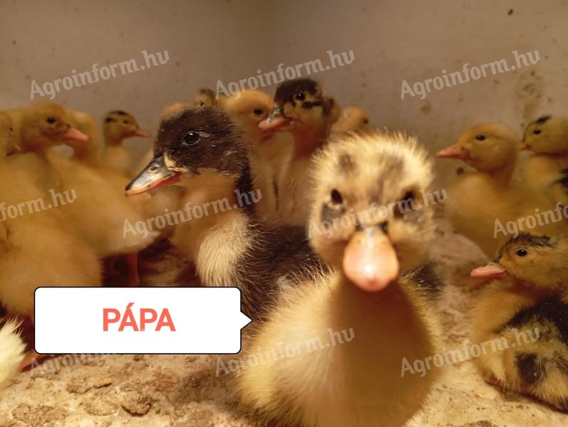 Futókacsa eladó Pápán