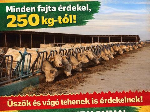 Bika Felvásárlás!