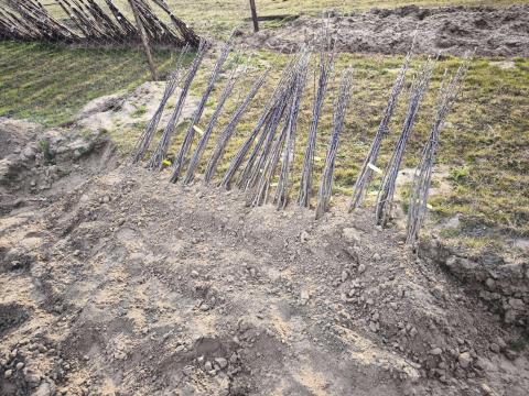 Idared suháng mm111 vírusmentes Idared suháng mm111 vírusmentes