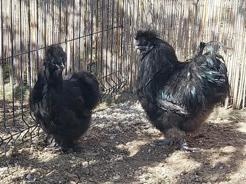 Selyemtyúk kakassal együtt Selyemtyúk kakassal együtt