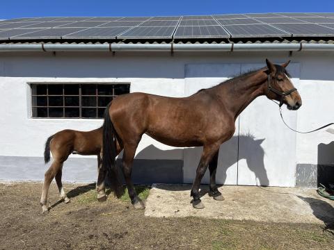 Eladó sportfélvér kanca csikóval Eladó sportfélvér kanca csikóval