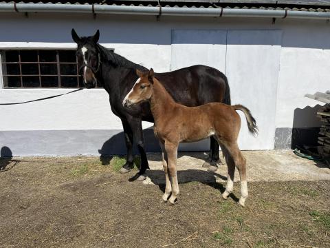 Eladó sportfélvér kanca csikóval Eladó sportfélvér kanca csikóval