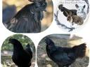 Ayam Cemani tojás eladó