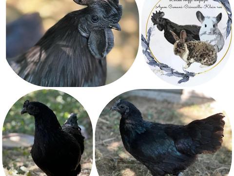 Ayam Cemani tojás eladó