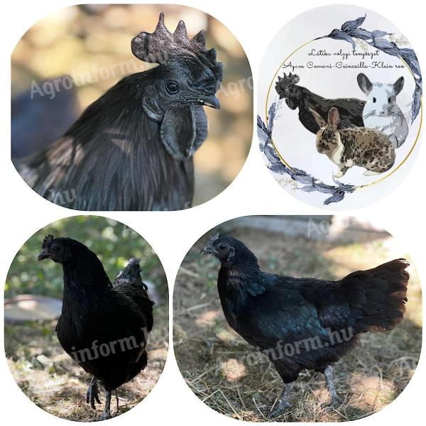 Ayam Cemani tojás eladó