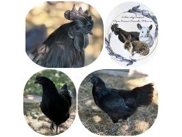Ayam Cemani tojás eladó