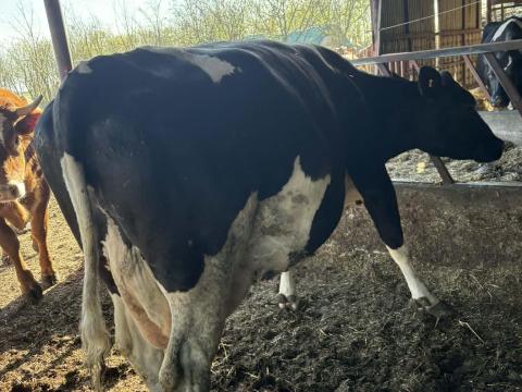 Holstein-fríz szarvasmarha Holstein-fríz szarvasmarha