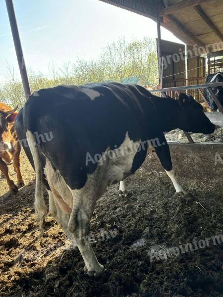 Holstein-fríz szarvasmarha