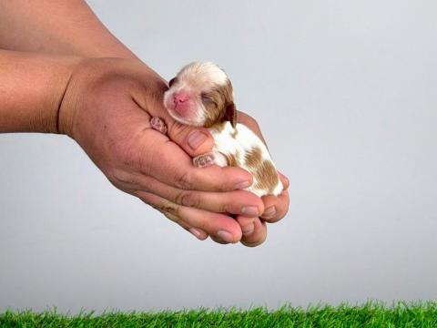 Törzskönyves Cavalier King Charles Spániel kiskutya