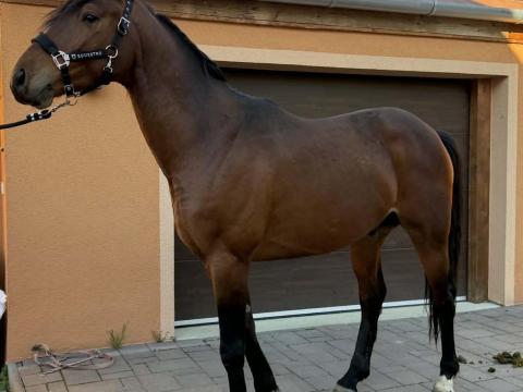 Magyar sportló Magyar sportló